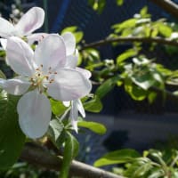 実家の庭景　～リンゴの花が咲き始めました～　2024/04/12