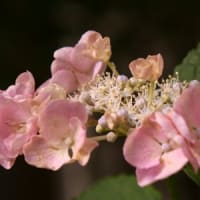 ラ・ローゼポロヴァンス（カフェ・レストラン）お庭の紫陽花