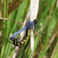 7月最初の教室　ヤマユリ咲く森