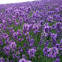 網走で孤独のグルメ