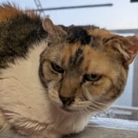 サクラ永眠
