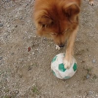 小太郎とサッカー
