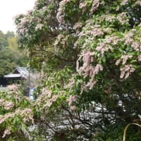 「建築美術のまち」今治モニターツアー＆春の花々