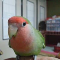 ムクの夜泣き？