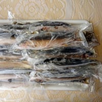 鮎、四万十川水系絶品鮎