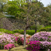 舞鶴公園の藤と八重桜とつつじ