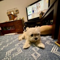 gooブログ最終日を控えて準備出来てますか？
