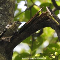 野鳥　コゲラ