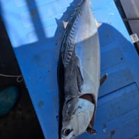 石鯛、ルアー釣り　7月1日(火)