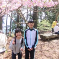 最新山桜桃梅は何と読む すべての美しい花の画像 最新山桜桃梅は何と読む すべての美しい花の画像