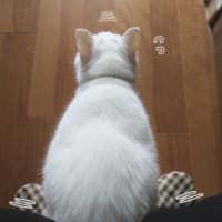 不審な音にイカ耳
