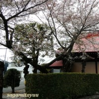 災いを防ぐ守り神「北向庚申神社」の桜も終焉へ！！