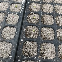 ブロッコリーこんばんは