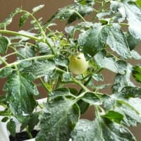 夏野菜
