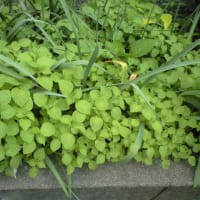 初夏ほうれん草　　　追記です