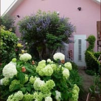 今日のハイビスカス・今日のユリ★新たな夏の花咲く★花も実もドライに