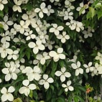 ヤマボウシの花