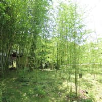 松花堂庭園その１