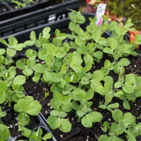 豆類の定植とお知らせ