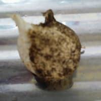 唐揚げ作りました
