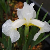 戸畑アヤメの青花と白花