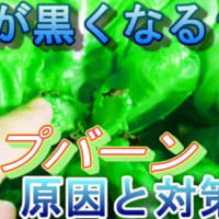 (水耕栽培1) いちご・スイカ・メロン <androidyoshiakiのメモ帳>