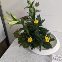 篠窪（しのくぼ）の隣町 渋沢駅に小原流の平井様「真白き百合の花」が咲いてきた　(2024/07/05）