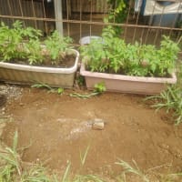 メチャ埋葬