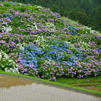 三郷町、「田園のアジサイ風景」 ～ 貴重なMemory画像です。