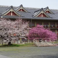天理教本部の枝垂れ桜
