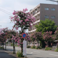 9月8日、「大久保長安と八王子の街」後編～♬