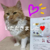 届けられていたＤＭ