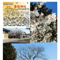 花巡り「梅－373」 松石　香取神社