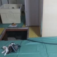 新しいお家
