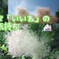 五月の花々「いいね」の気持ち満載　猫とも：「猫はともだち猫の来る庭・みんなの猫」(=^・^=)/