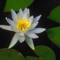 6月、ある休日のあれこれ（5）