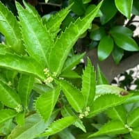 センリョウの蕾　ネットでお中元の注文