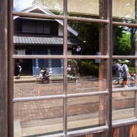 アナベルが咲き出してました