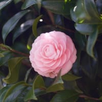 公園を散歩