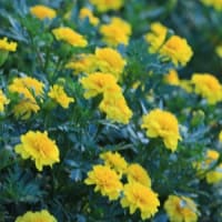 望遠レンズを付けて・・・遊びます