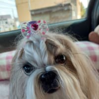 トリミングでさっぱり