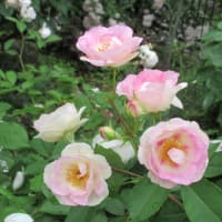 時節柄 少々遅れの「春バラ」をと、光が丘 (四季の香) ローズ ガーデン訪の日誌