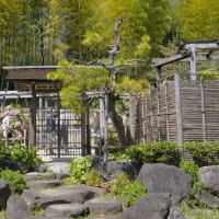 春の昭和記念公園　＃2 日本庭園から盆栽苑へ