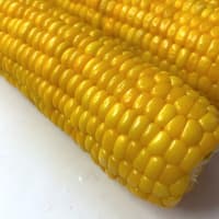 朝採りとうもろこし