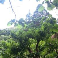 六月の薬用植物園は香りの劇場・・・