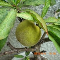 我が家の庭に咲いた花