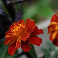 ●我が家の６月の花（10）　コンパニオンプランツ（ナスタチウム　チャイブ　マリーゴールド　アオジソ）センニチコウ