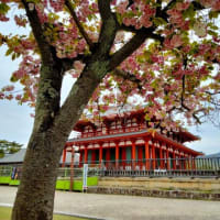 興福寺の桜　　散った桜も多いが、八重桜が咲き誇っていた。（４月18日頃）