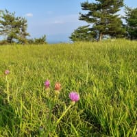 緑の草原