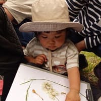 ちびっこ遊び隊！通信　2025年6月11日(水)宮丘公園で「草花あそび」